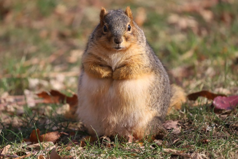 Photo of a squirrel carrying the pawprint watermark